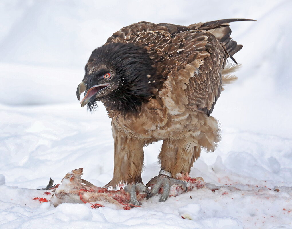 бородач - Михаил Бибичков
