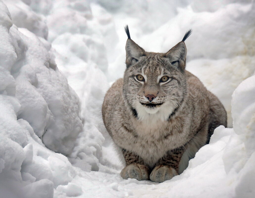 рысь - Михаил Бибичков