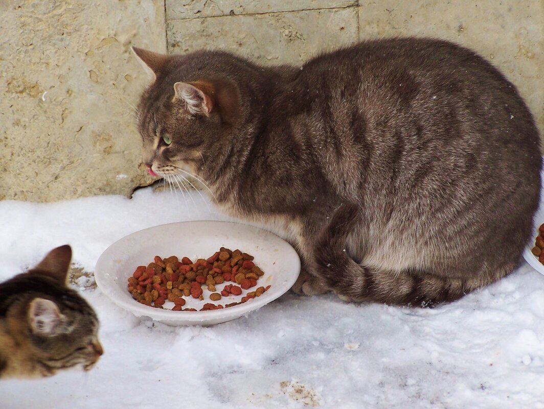 Кисов много не бывает - Nataly St. 