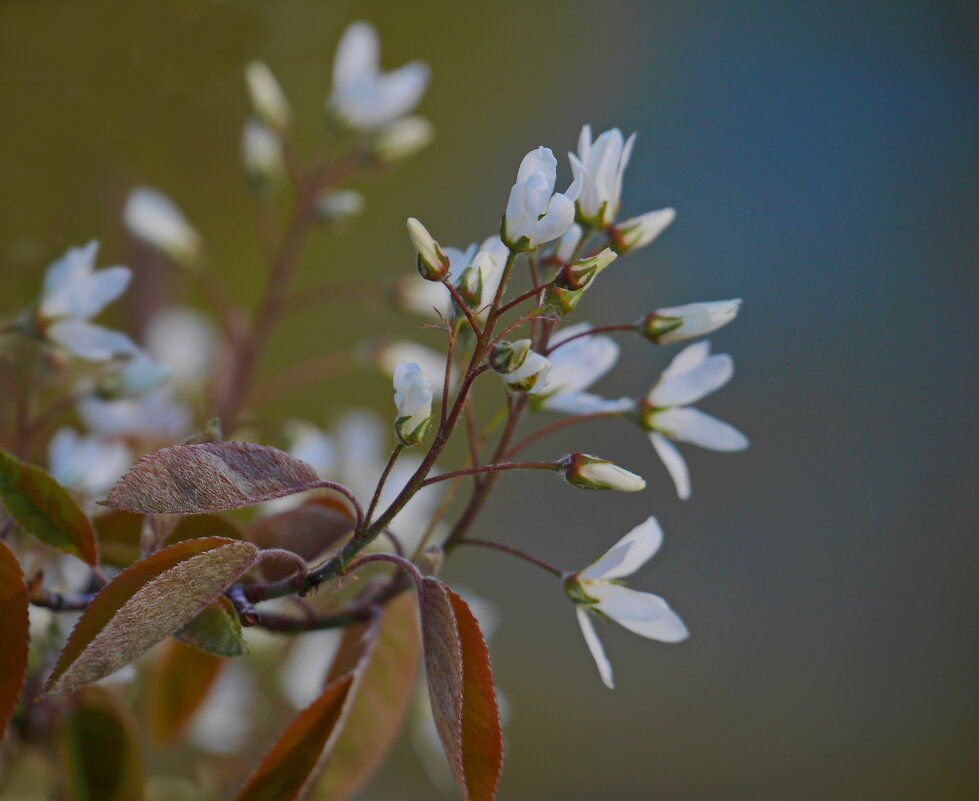 Не смотря на снежные сугробы, весне навстречу! - Наталья Rosenwasser