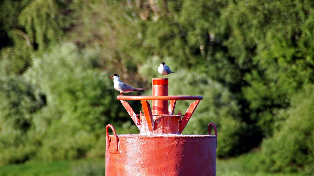 Крачки на бакене - Валерий Судачок