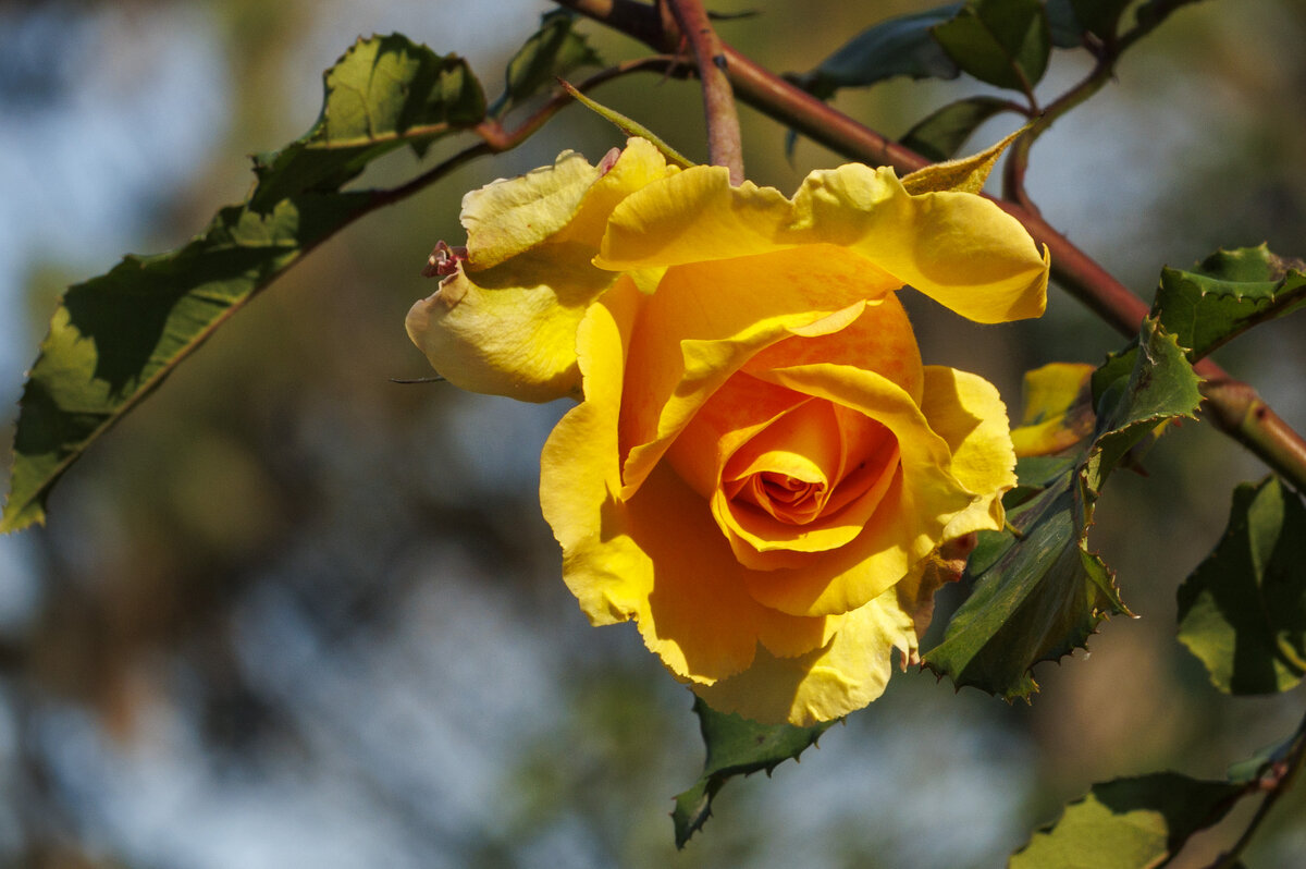 Розочка - Светлана Тихонина