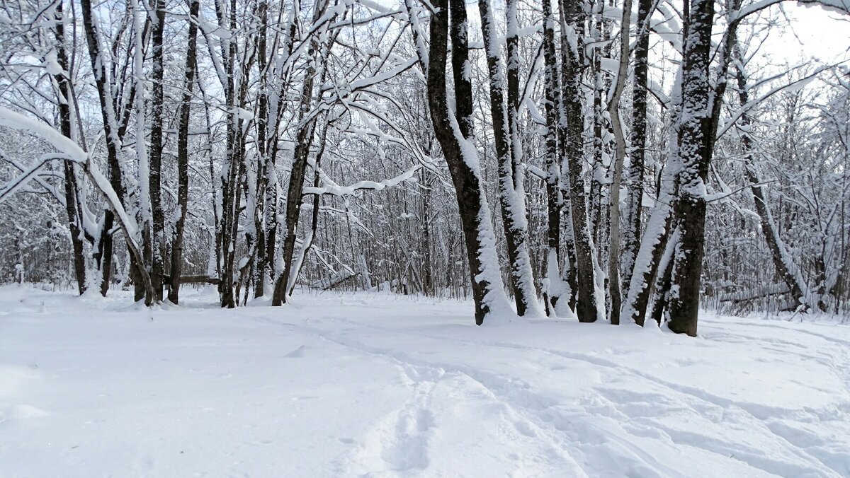 Городской парк в январе. - Милешкин Владимир Алексеевич 