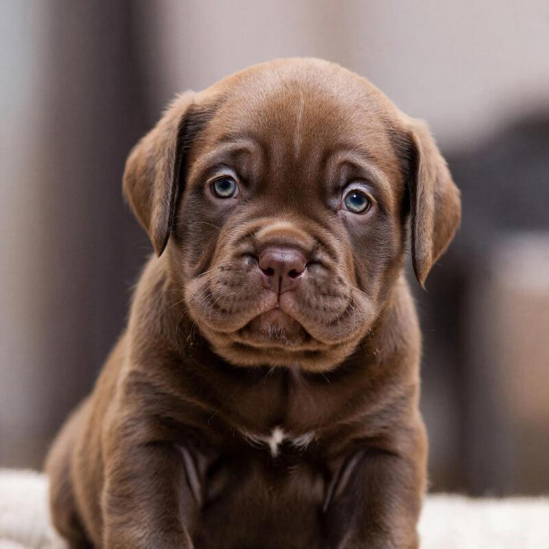 щенок - СЕРГЕЙ ФИЛОЧКИН