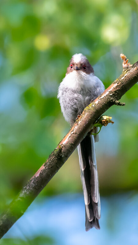 Молодой ополовник - Владимир Лазарев Молодой ополовник - Владимир Лазарев