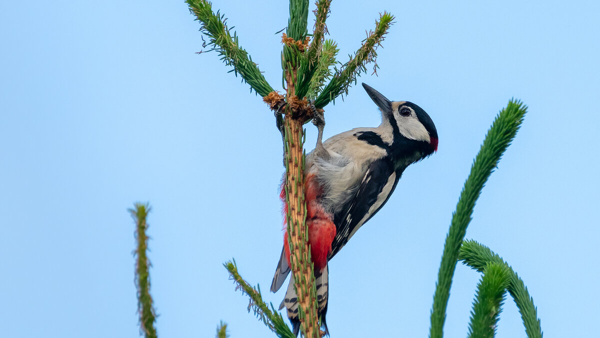 Пестрый дятел - Владимир Лазарев Пестрый дятел - Владимир Лазарев