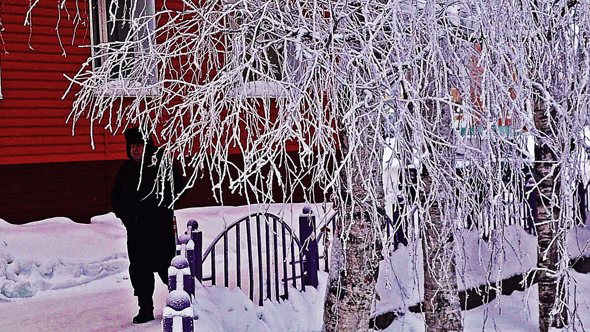 Январь...Утренние березы  в инее! - Владимир 