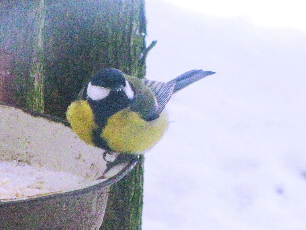 Ждёт угощения - Людмила Смородинская Ждёт угощения - Людмила Смородинская
