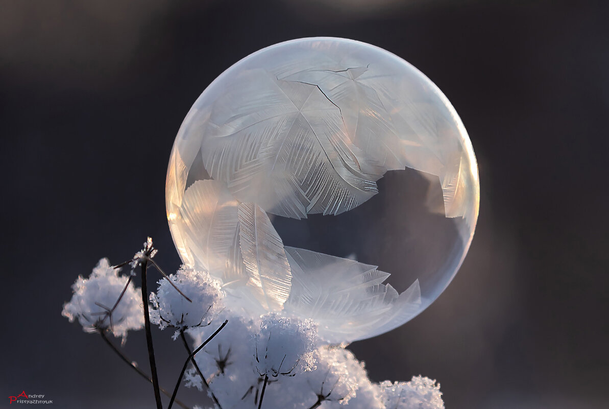 Пузырь - Андрей Пристяжнюк Пузырь - Андрей Пристяжнюк