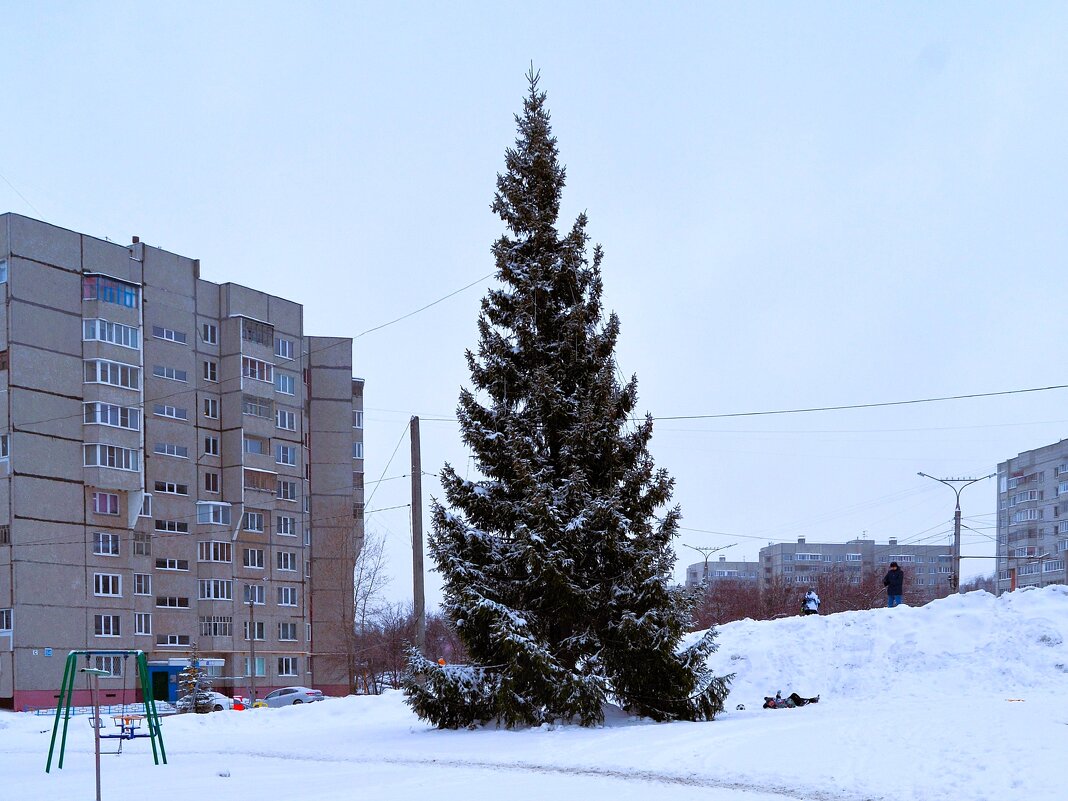 Чебоксары. Ель на проспекте Тракторостроителей зимой. - Пётр Чернега Чебоксары. Ель на проспекте Тракторостроителей зимой. - Пётр Чернега