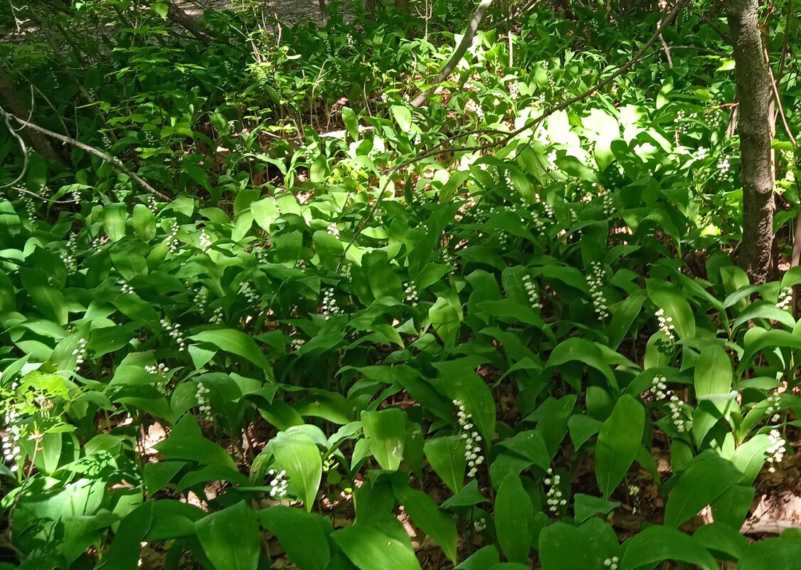 июнь - Елена Шаламова июнь - Елена Шаламова