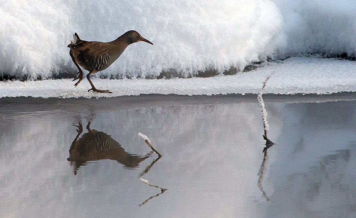 Водяной пастушок. - Владимир Безбородов Водяной пастушок. - Владимир Безбородов