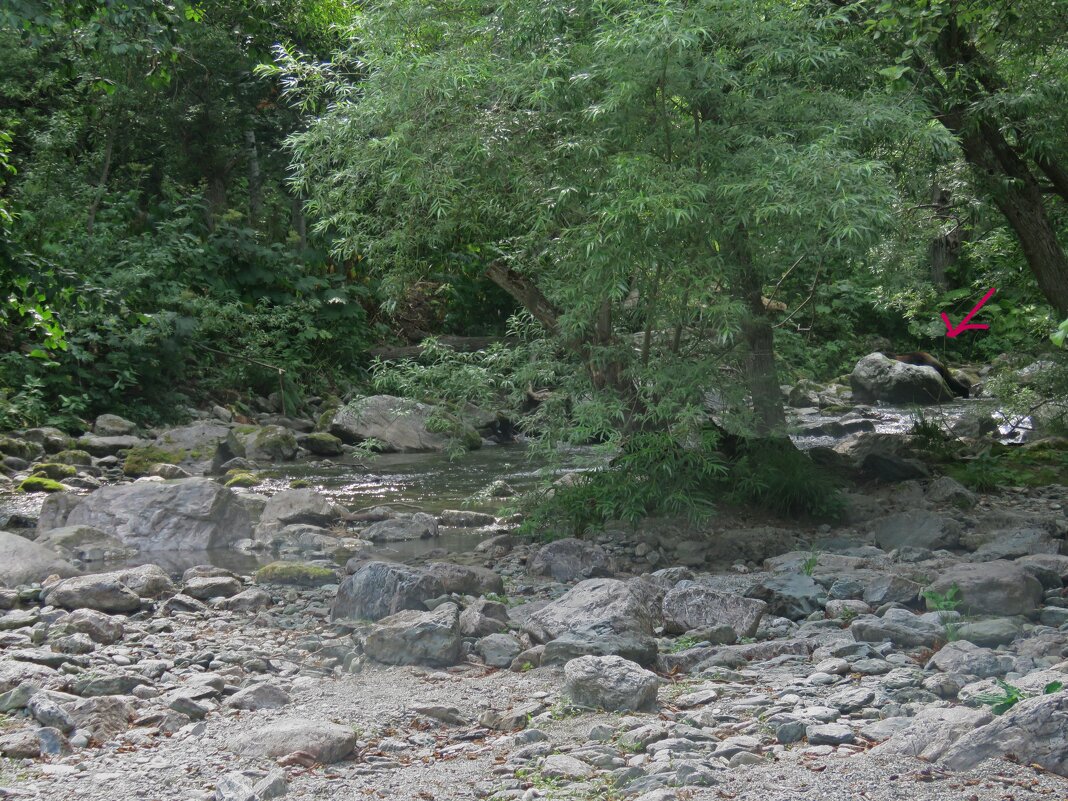 Встреча с медведем - ИРЭН@ . Встреча с медведем - ИРЭН@ .