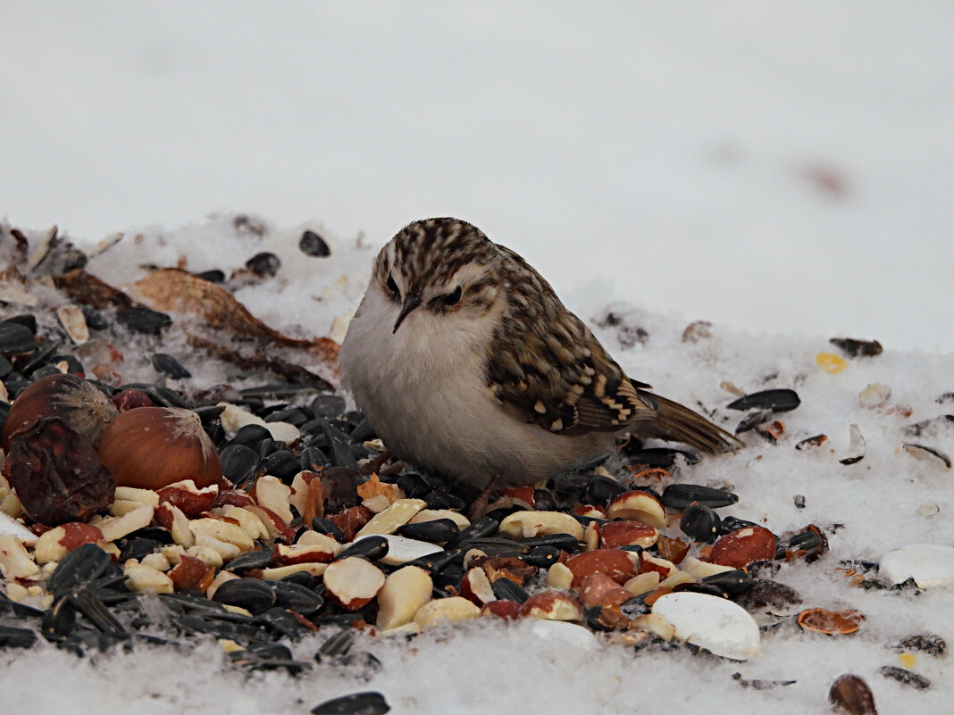 Пищуха - Лина Пищуха - Лина
