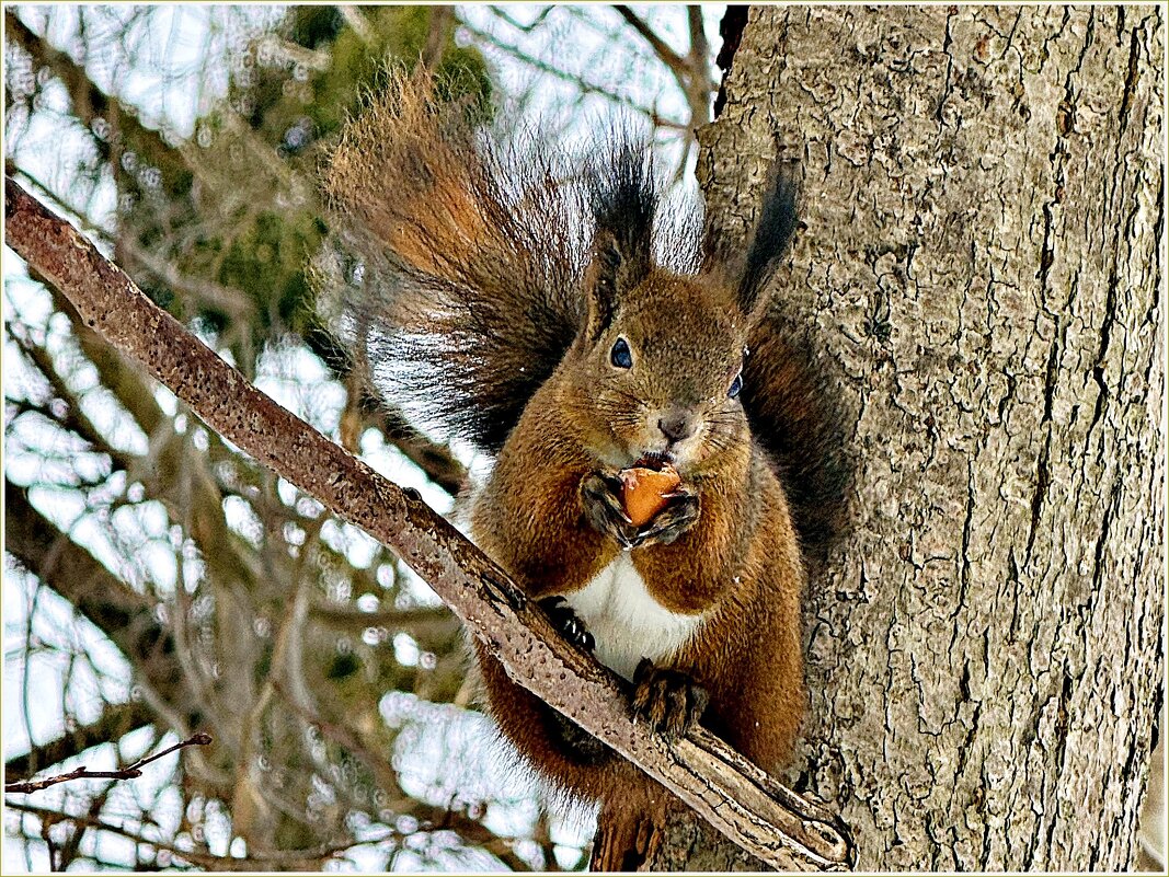 В зимнем парке. - Валерия Комова В зимнем парке. - Валерия Комова