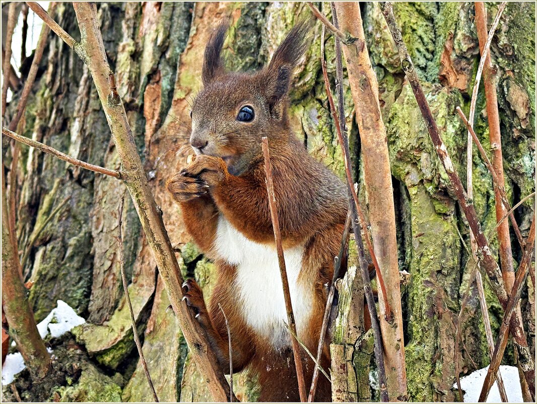 Милые белочки парка им. Макса Ашманна. - Валерия Комова