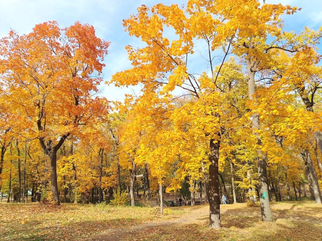 Золотая осень - Надежда Золотая осень - Надежда
