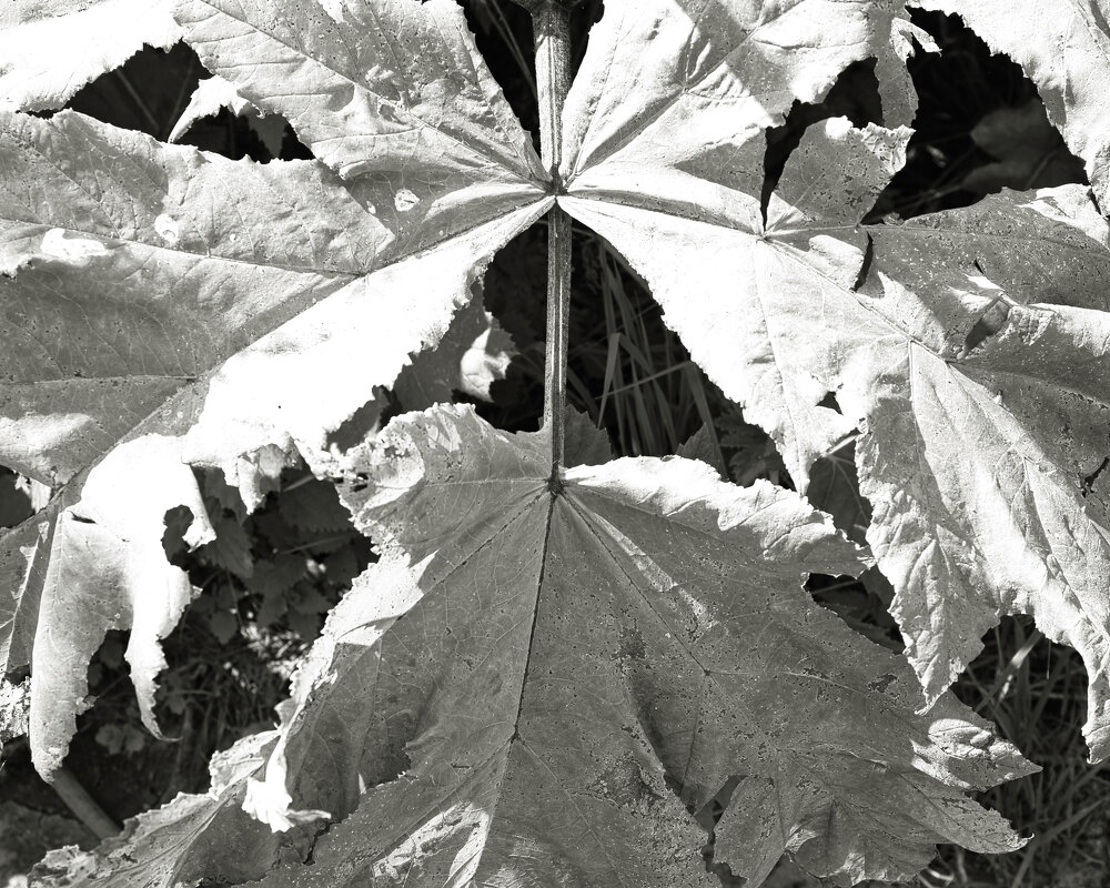 Фотография - Денис Безногов