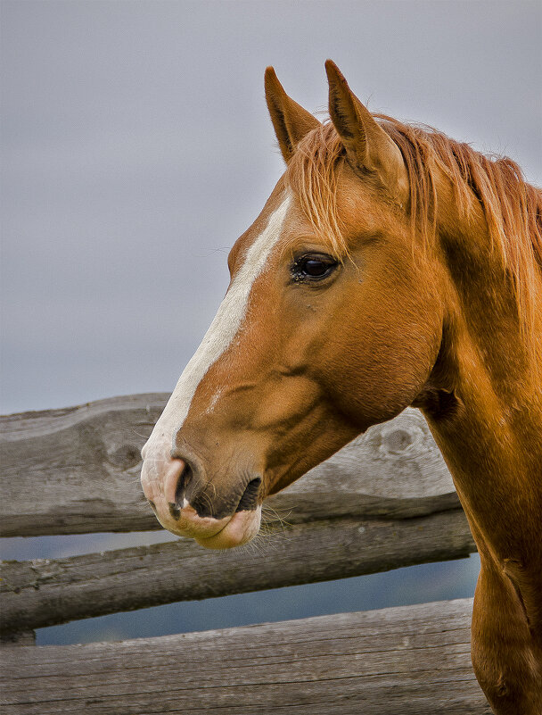 Стрелка - Alexandеr P