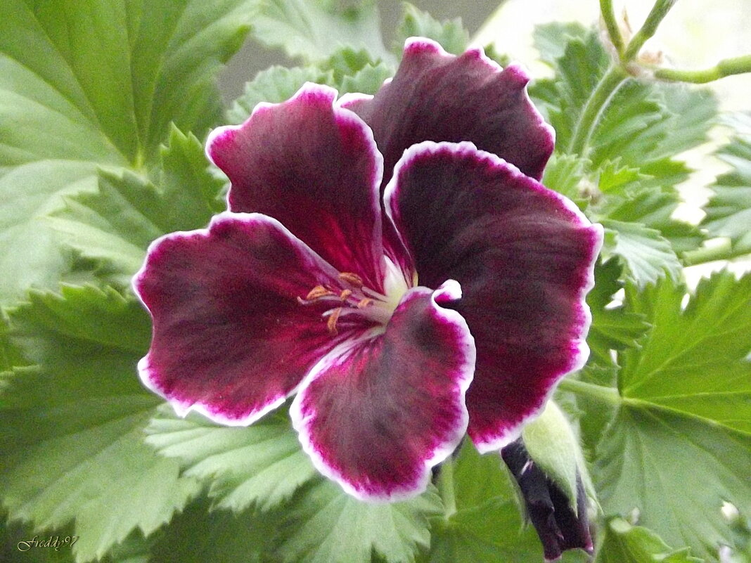 Пеларгония - Freddy 97