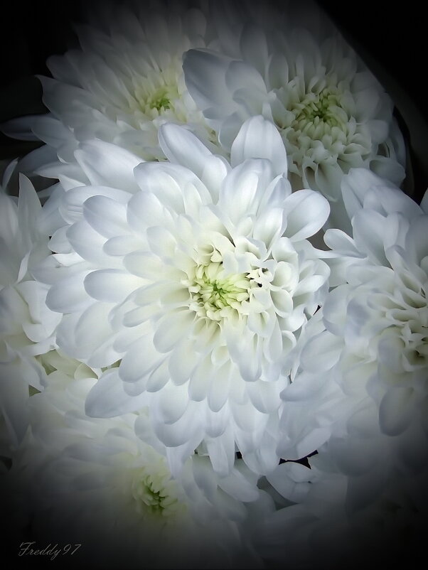 Хризантемы - Freddy 97