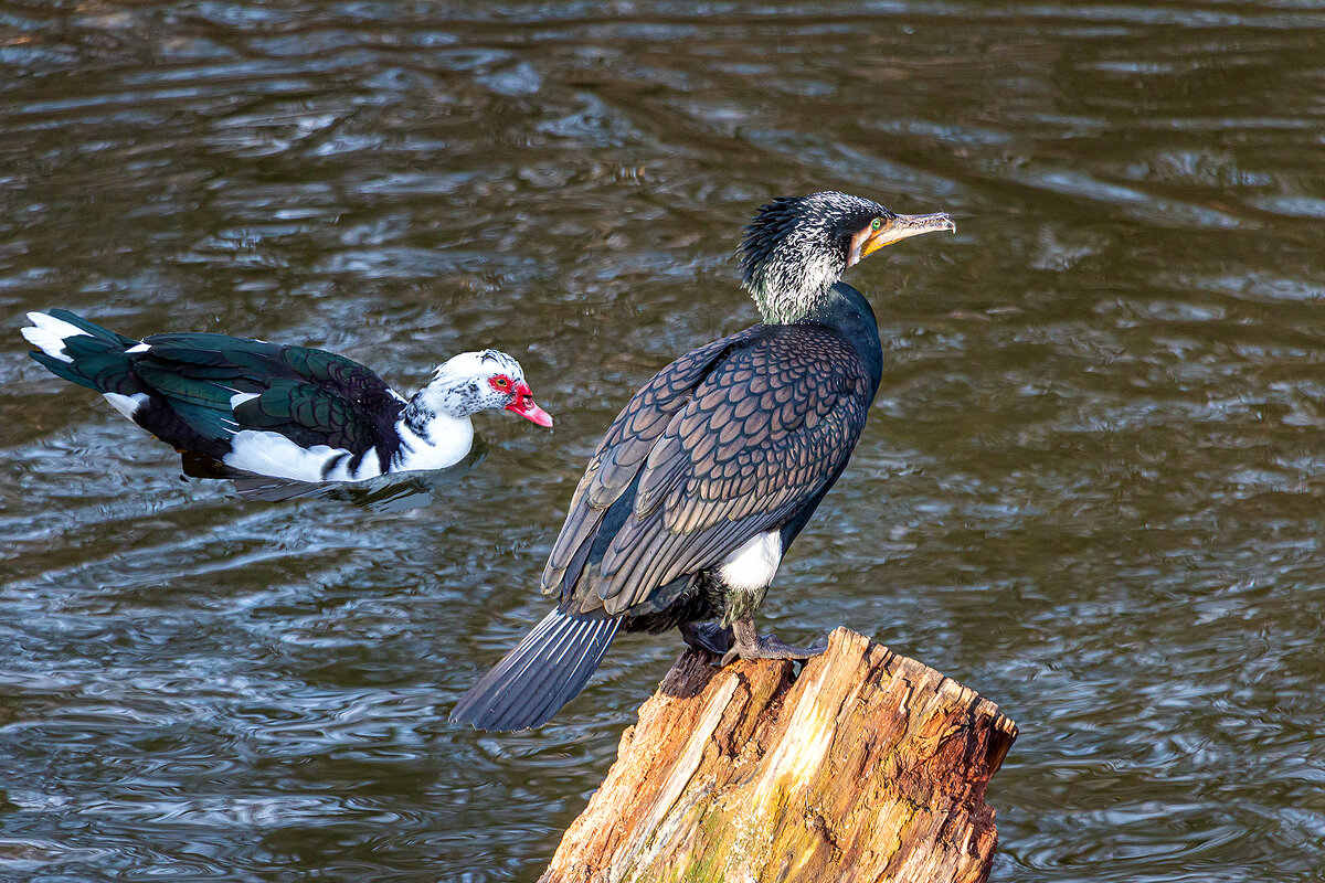 Гости теплого края - Юрий Яловенко Гости теплого края - Юрий Яловенко