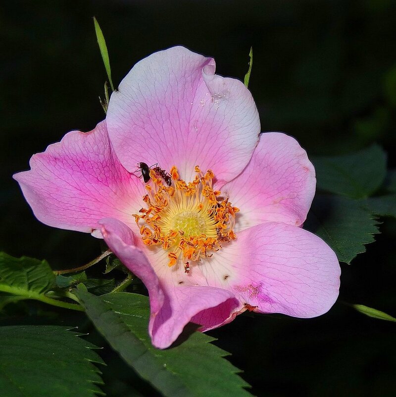 Шиповник - Наталья *** Шиповник - Наталья ***