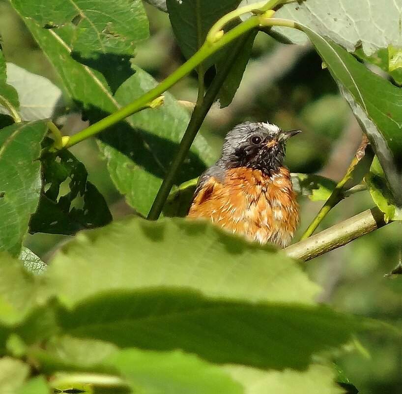 Горихвостка - Наталья ***