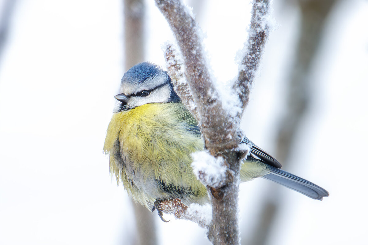 Лазоревка - Sergey38 