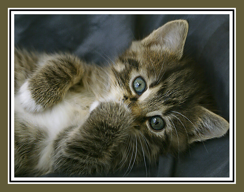 Баловник - Владимир Кроливец Баловник - Владимир Кроливец