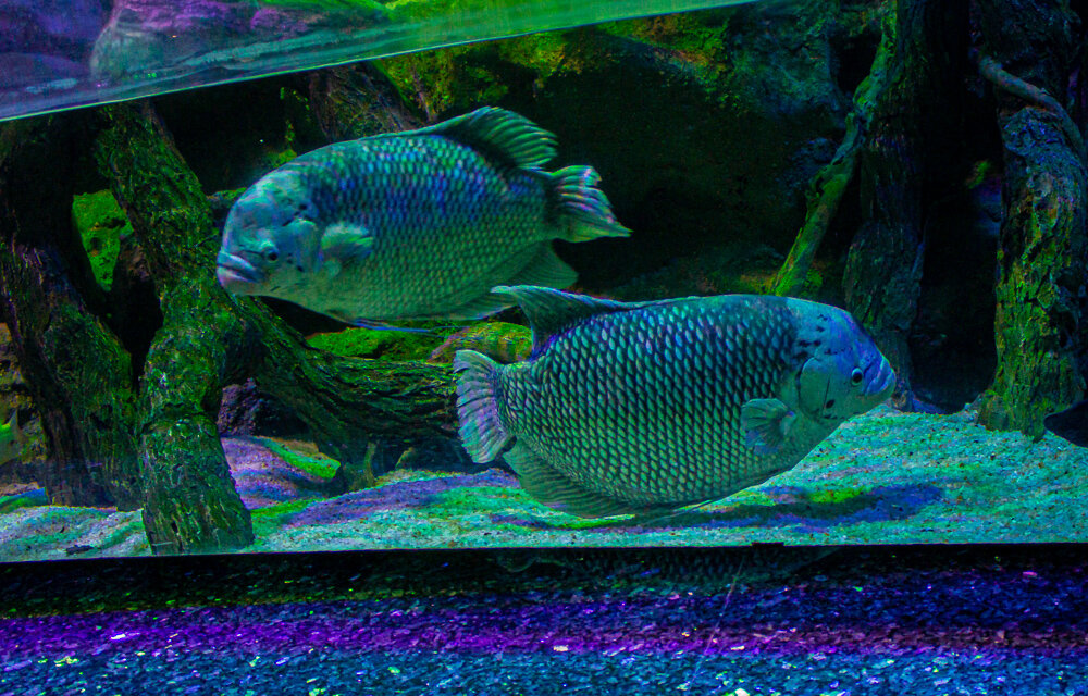 Анталия Аквариум - Светлана SvetNika17 Анталия Аквариум - Светлана SvetNika17