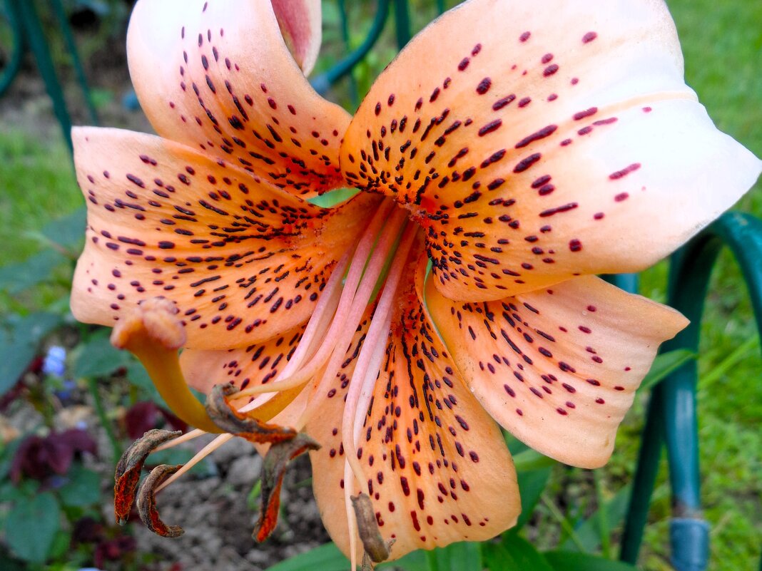 лилия - Наталья 