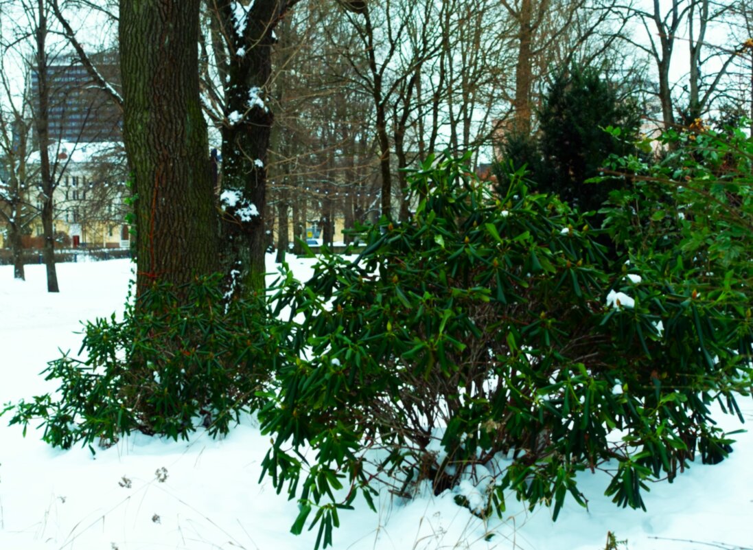 Зелёный островок в центре города - Aida10 