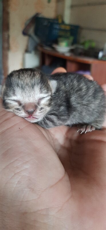 2 дня от рождения) - Prizrak 777