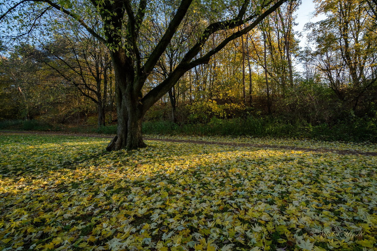 Осеннее одеяло... - Николай Гирш Осеннее одеяло... - Николай Гирш