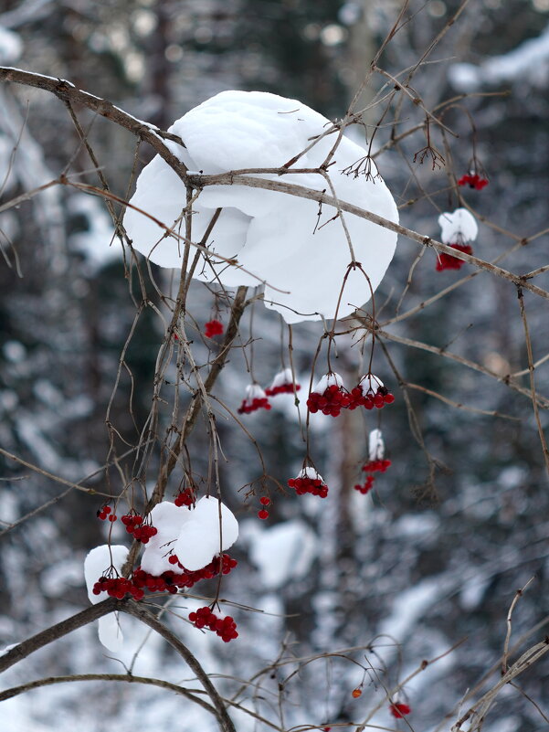 Калинка - Павел Трунцев