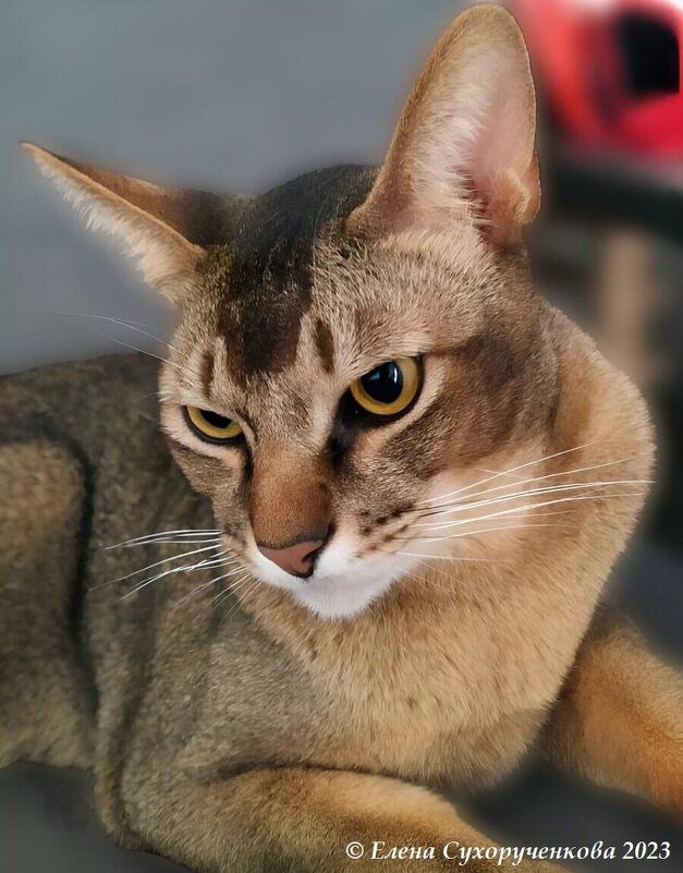 Брутальный взгляд - Елена Сухорученкова