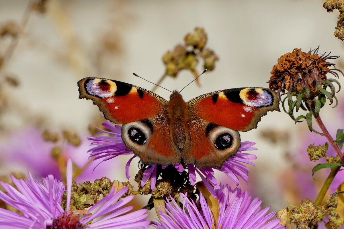 опять про бабочек...359 - Александр Прокудин опять про бабочек...359 - Александр Прокудин