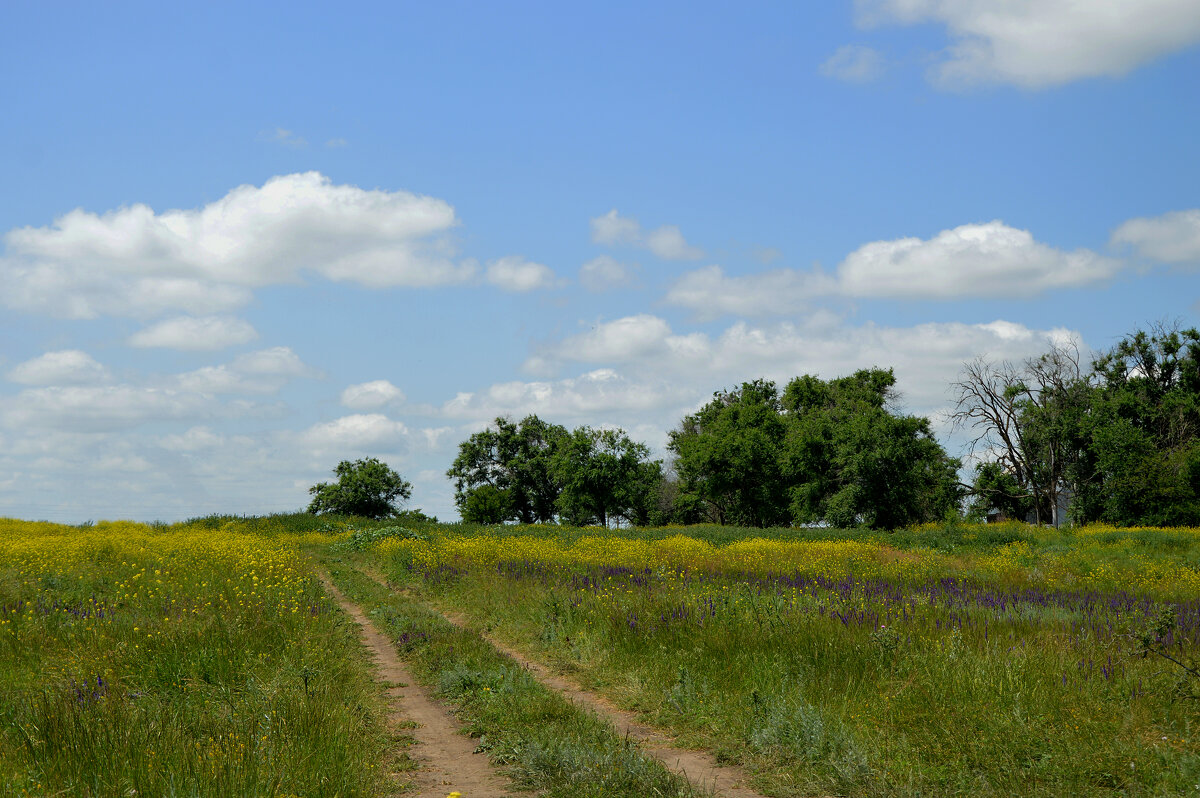 Дорога в лето... летний день...степь... - Надежда Куркина 