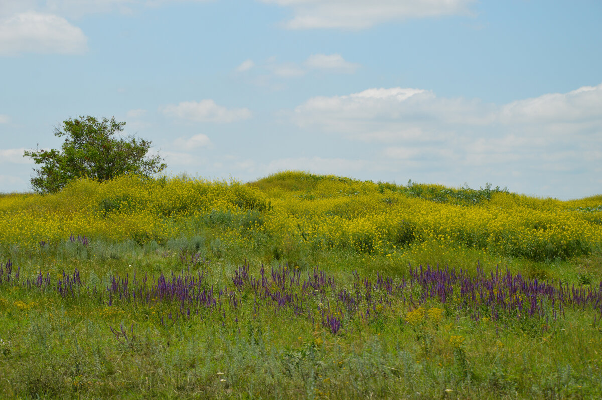 Летнее степное великолепие... - Надежда Куркина 