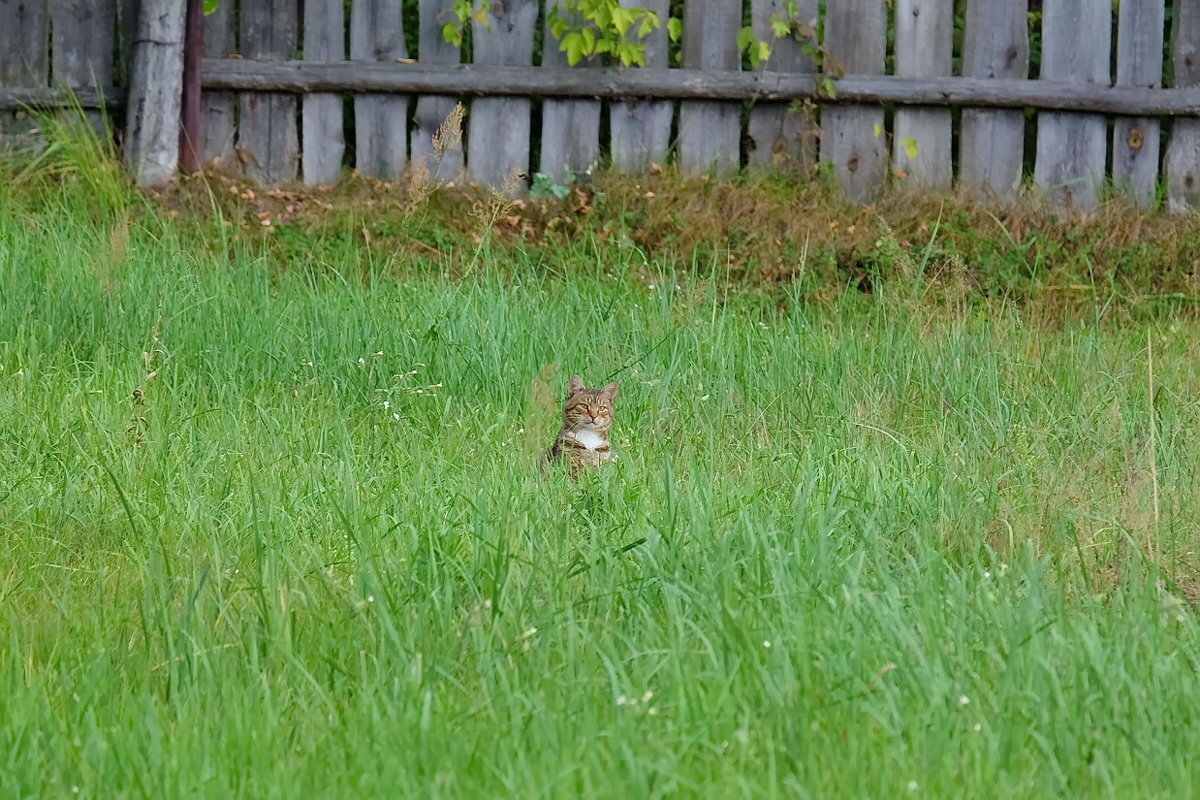 Лазутчик - Валерий Судачок