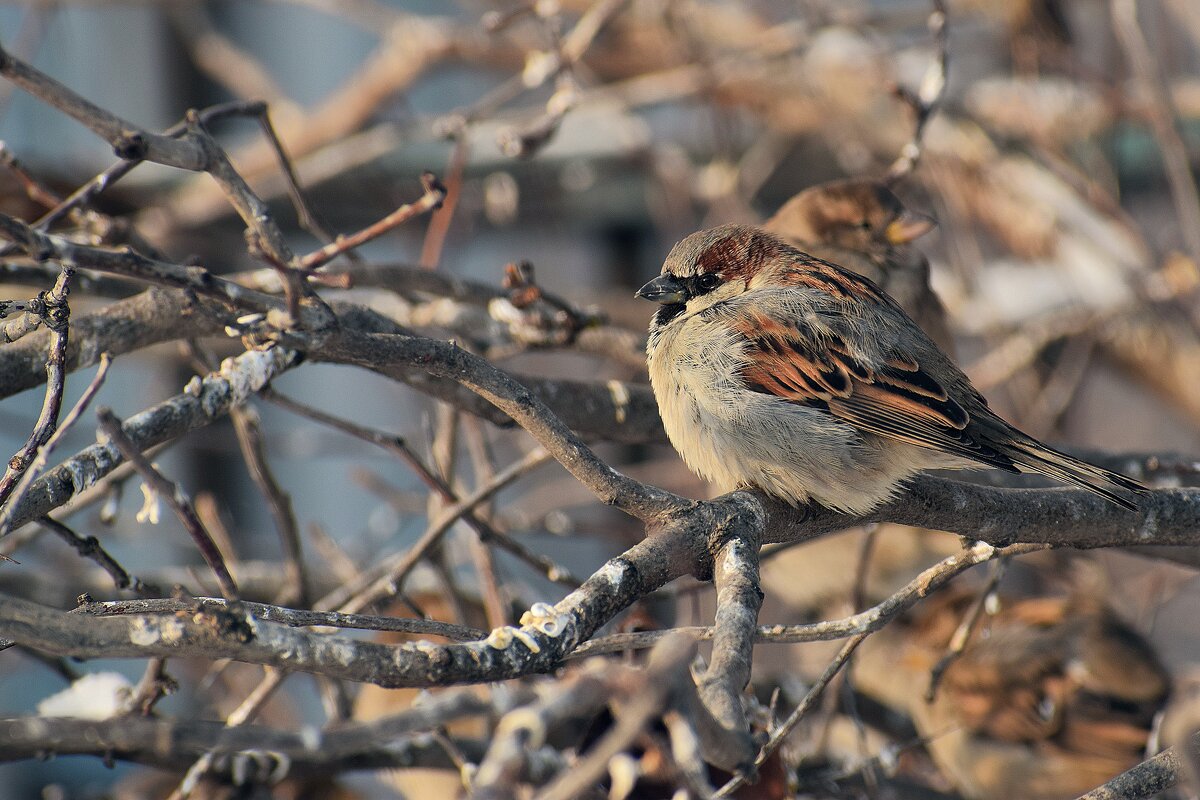 Месяц до весны, а там будет легче. - Татьяна Помогалова Месяц до весны, а там будет легче. - Татьяна Помогалова
