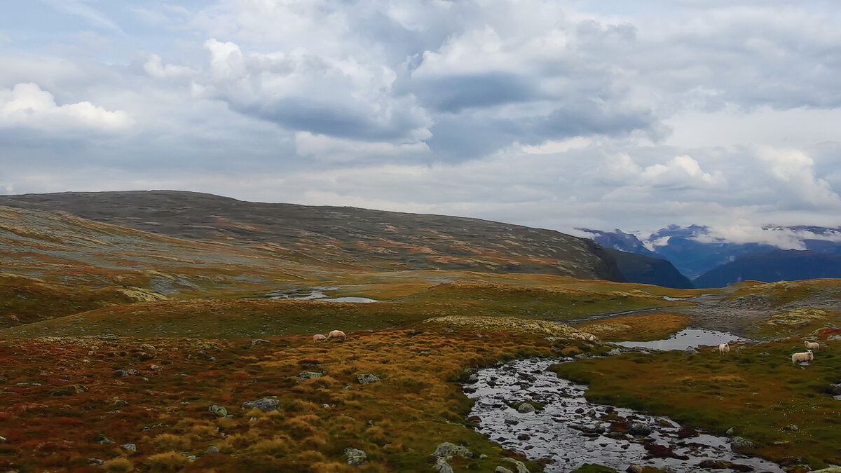 Тундра - Aleksey Afonin