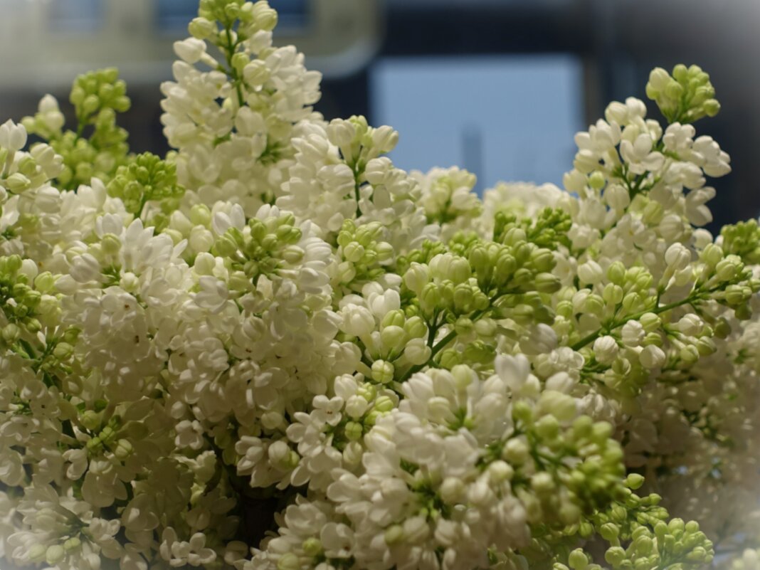 Белая сирень около окна - Aida10 