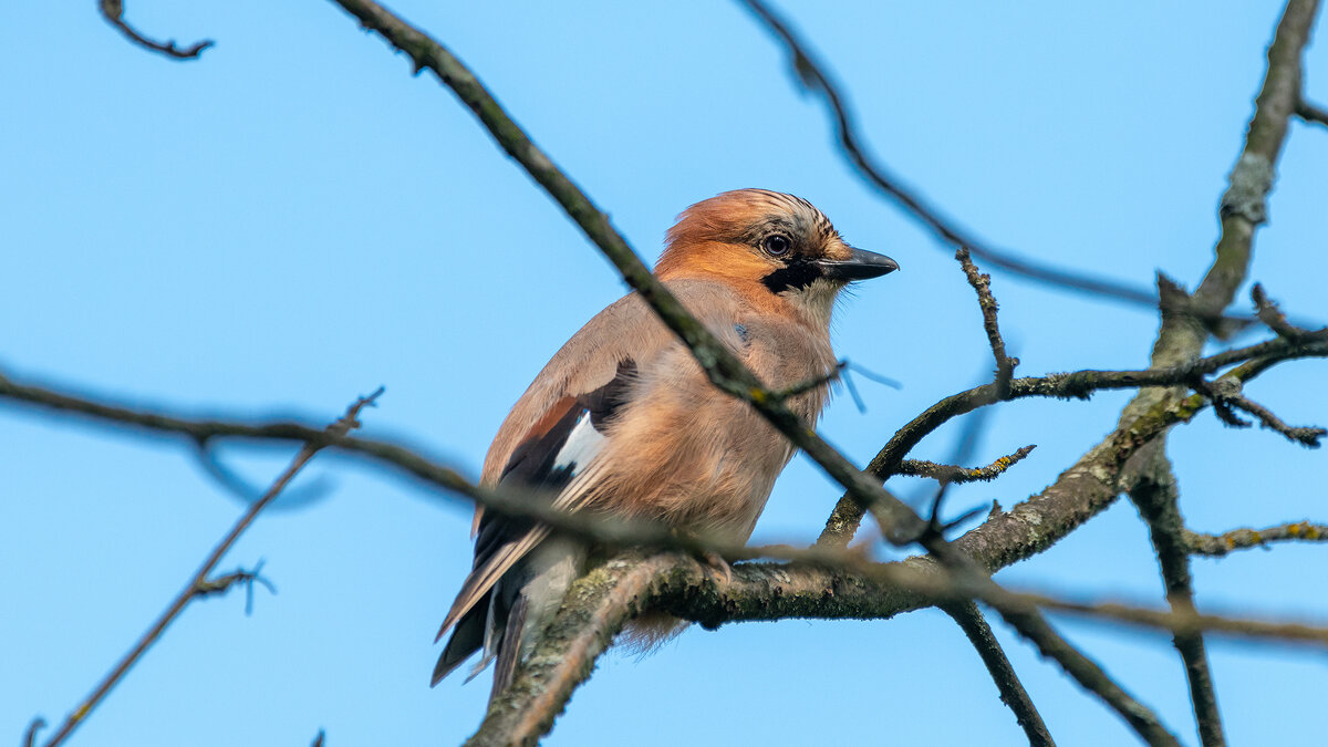 Сойка - Владимир Лазарев