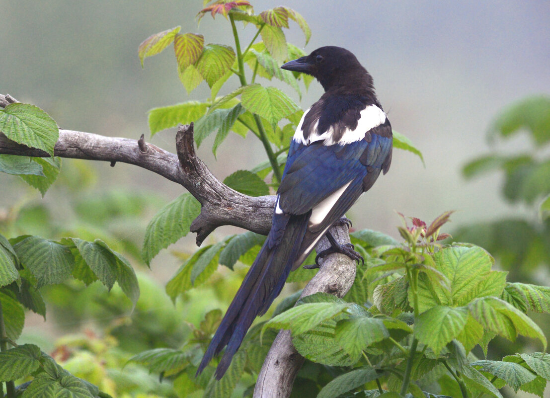Утро туманное, утро седое... - Михаил Белоусов