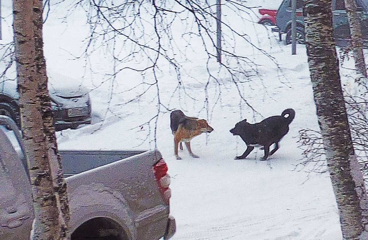 Январь...Дворовые псы! - Владимир 