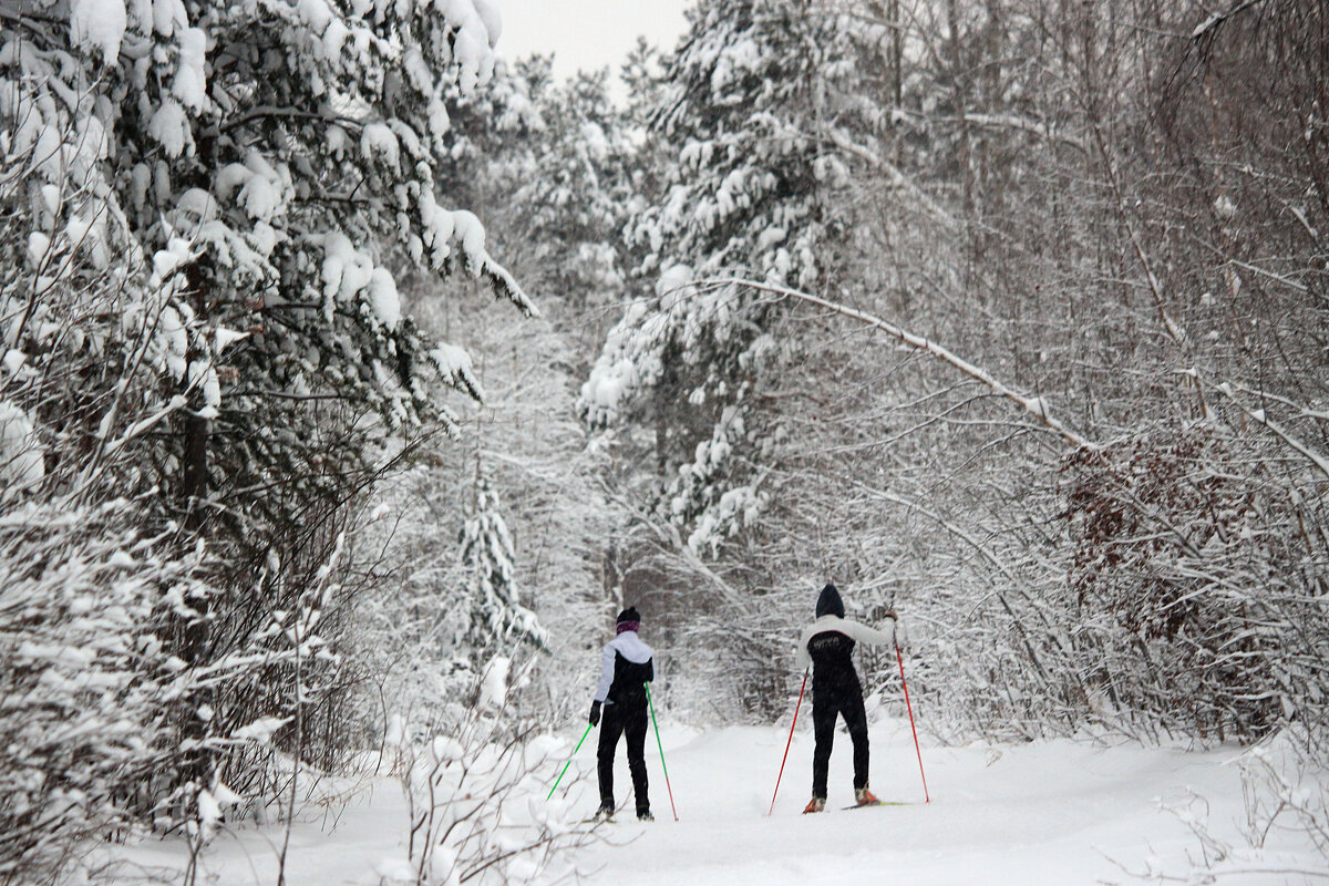 В сказку зимнего леса! - Владимир 