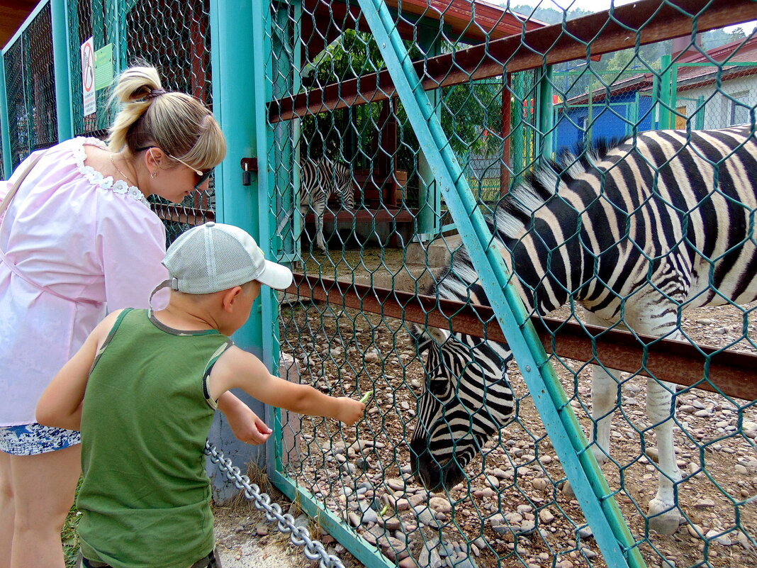 В гостях у зебры. - nadyasilyuk Вознюк