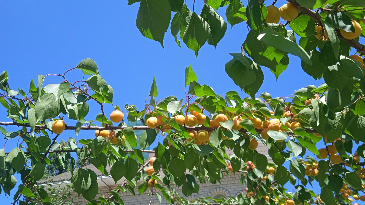 абрикосы созрели - Елена Шаламова абрикосы созрели - Елена Шаламова